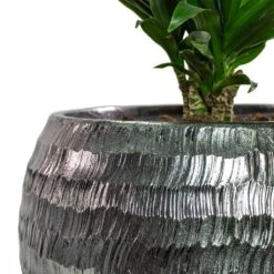 Opus Hammered Globe Planter - Silver -Indoor Plants Dracaena fragrans Compacta Branched Opus Hammered Globe Planter Silver Close Up