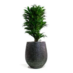 Dracaena Fragrans Compacta - Branched -Indoor Plants Dracaena fragrans Compacta Branched Opus Hit Darcy Planter Silver 1e85d98a f69b 4b69 b4d5 c664c28cae6f