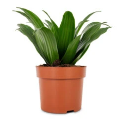 Dracaena Fragrans Compacta - Head -Indoor Plants Dracaena fragrans Compacta Head 12x25cm