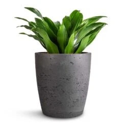 Dracaena Fragrans Compacta - Head -Indoor Plants Dracaena fragrans Compacta Head 12x25cm Gerben Plant Pot Black Washed 15x16cm