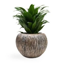 Dracaena Fragrans Compacta - Head -Indoor Plants Dracaena fragrans Compacta Head 12x25cm Luxe Lite Waterfall Globe Planter Bronze 28x20cm