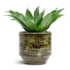 Sanna Plant Pot - Moss Green -Indoor Plants Dracaena fragrans Compacta Head 12x25cm Sanna Plant Pot Moss Green 15x13cm c86a134c 63e0 4575 9be0 83293b98281f