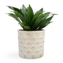 Dracaena Fragrans Compacta - Head -Indoor Plants Dracaena fragrans Compacta Head 12x25cm Venetian Plant Pot Grey 16x14cm
