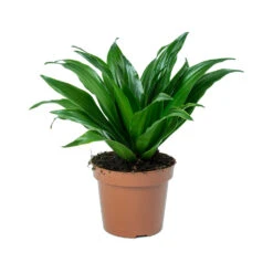 Dracaena Fragrans Compacta - Head -Indoor Plants Dracaena fragrans Compacta Head