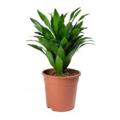 Dracaena Fragrans Compacta - Head -Indoor Plants Dracaena fragrans Compacta Head Large