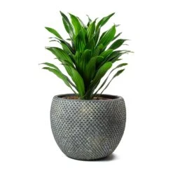 Dracaena Fragrans Compacta - Head -Indoor Plants Dracaena fragrans Compacta Head Large Fay Plant Pot Blue Gold