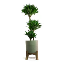 Charlie Plant Pot - Low Stand - Grey Washed 10 Charlie Plant Pot - Low Stand - Grey Washed -Indoor Plants Dracaena fragrans Compacta Multi Stem Charlie Plant Pot Low Stand Grey Washed