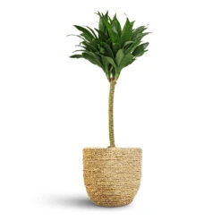 Dracaena Fragrans Compacta - Single Stem -Indoor Plants Dracaena fragrans Compacta Single Stem 17x65cm Cody Plant Pot Straw Grass 22x20cm