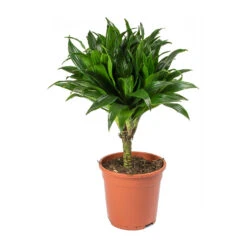 Dracaena Fragrans Compacta - Single Stem -Indoor Plants Dracaena fragrans Compacta Single Stem