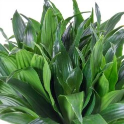 Dracaena Compacta - Multi Stem - HydroCare 17 Dracaena Compacta - Multi Stem - HydroCare -Indoor Plants Dracaena fragrans Compacta Single Stem Leaves 86c2a4e7 7a62 4ef5 ad33 214cb4ee418e