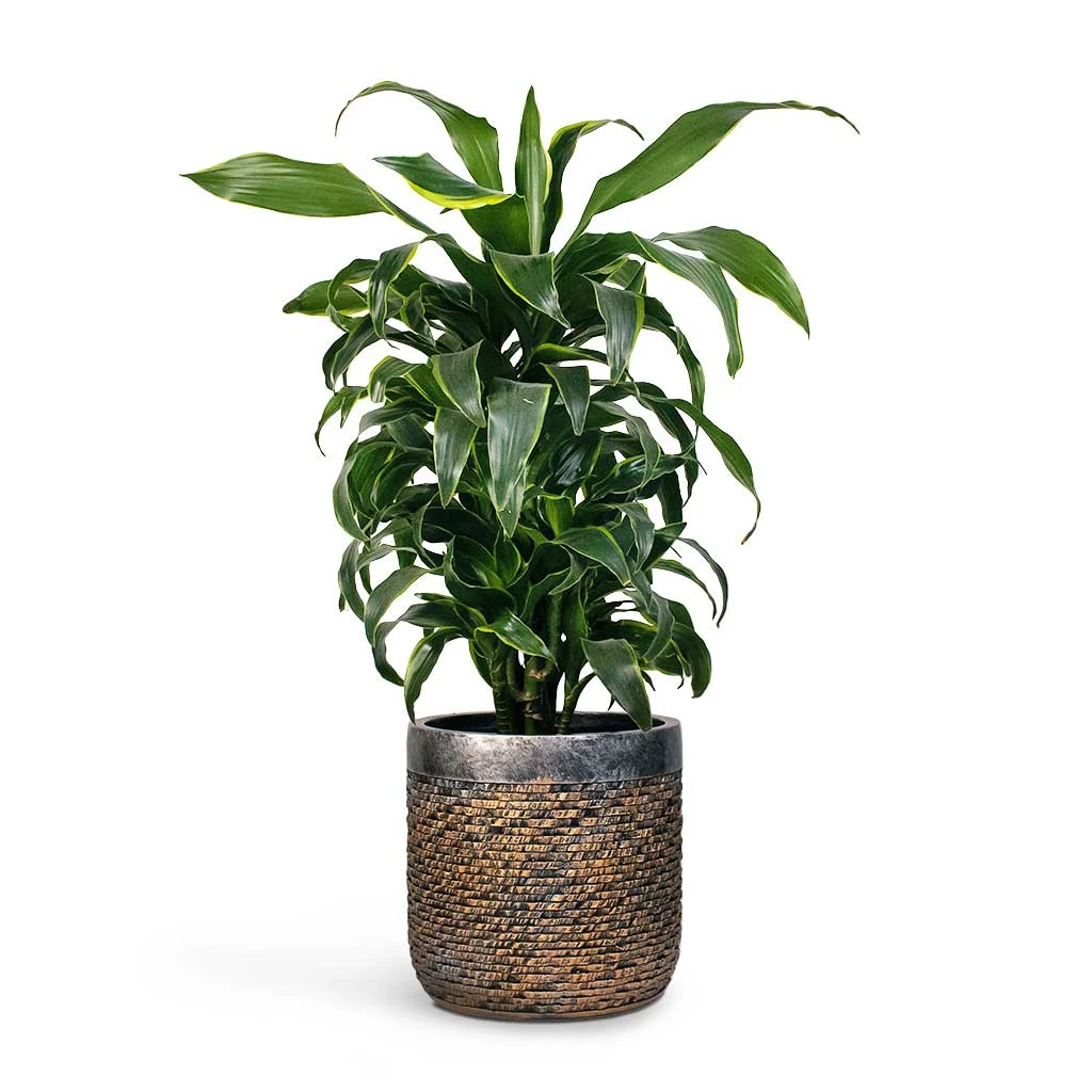 Luxe Lite Layer Cylinder Planter - Bronze 5 Luxe Lite Layer Cylinder Planter - Bronze - Image 5
