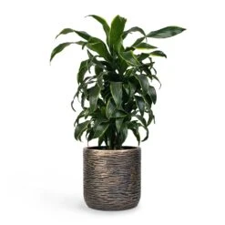 Luxe Lite Wrinkle Cylinder Planter - Bronze -Indoor Plants Dracaena fragrans Dorado Branched 21x70cm Plant Pot Luxe Lite Wrinkle Cylinder Planter Bronze 28x27cm 5ba1482f 8042 4cfd a7d0 974123cf5037