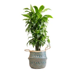 Seagrass Tribal Basket - Teal Lined -Indoor Plants Dracaena fragrans Dorado Branched 27x95cm Seagrass Tribal Basket Teal Lined 30x25cm