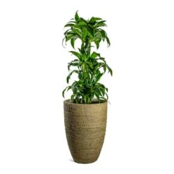 Ben Plant Pot - Straw Grass 16 Ben Plant Pot - Straw Grass -Indoor Plants Dracaena fragrans Dorado Branched Ben Plant Pot Straw Grass 41fd72bd fecb 4792 984f 971c4e8cc9c3