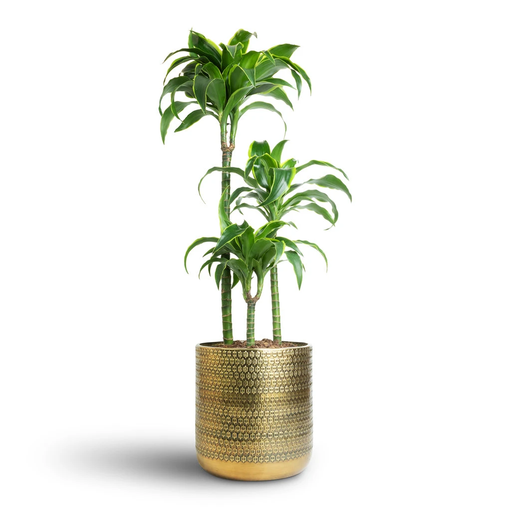 Solis Embossed Plant Pot - Gold 9 Solis Embossed Plant Pot - Gold - Image 9