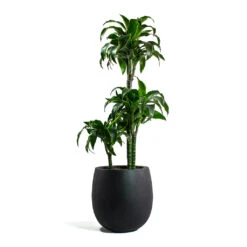 Grigio Balloon Plant Pot - Anthracite Concrete -Indoor Plants Dracaena fragrans Dorado Multi Stem Grigio Balloon Plant Pot Anthracite Concrete