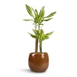 Dracaena Fragrans Golden Coast - Multi Stem -Indoor Plants Dracaena fragrans Golden Coast 2Stem 17x80cm Mischa Plant Pot Caramel 24x22cm