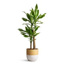 Bamboo Plant Pot - White 12 Bamboo Plant Pot - White -Indoor Plants Dracaena fragrans Golden Coast Multi Stem 17x70cm Bamboo Plant Pot White 19x19cm 6268deef d757 4fa9 bf5e ec5ddcd3c6f0