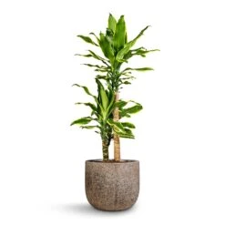 Dracaena Fragrans Golden Coast - Multi Stem -Indoor Plants Dracaena fragrans Golden Coast Multi Stem 17x70cm 2 stems Cody Cement Stone Plant Pot Granite Grey