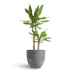 Dracaena Fragrans Golden Coast - Multi Stem -Indoor Plants Dracaena fragrans Golden Coast Multi Stem 17x70cm 2 stems Bola Artstone Plant Pot Grey 28x24cm d9e487f5 5dcf 4a4d 856d 8a4cfe78f51b