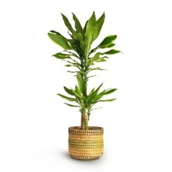 Dracaena Fragrans Golden Coast - Multi Stem -Indoor Plants Dracaena fragrans Golden Coast Multi Stem 17x80cm 2stems Jane Plant Baskets Set5 Jungle b6fd3bbc 2ee0 4004 9468 ef0c018b093f
