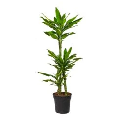 Dracaena Fragrans Golden Coast - Multi Stem -Indoor Plants Dracaena fragrans Golden Coast Multi Stem