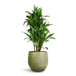 Lydia Plant Pot - Shiny Green -Indoor Plants Dracaena fragrans Janet Craig Branched 27x130cm Lydia Plant Pot Shiny Green 36x32cm 5ddb8ad9 72c6 4001 9807 1193da78dbfb