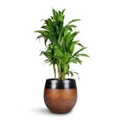 Mya Plant Pot - Shiny Mocha -Indoor Plants Dracaena fragrans Janet Craig Branched 27x130cm Mya Plant Pot Shiny Mocha 36x32cm 5735cdce 37e2 4c6c 8976 3b323c084f37