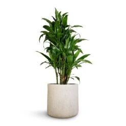 Raindrop Round Planter - Stone 18 Raindrop Round Planter - Stone -Indoor Plants Dracaena fragrans Janet Craig Branched 27x130cm Raindrop Round Planter Stone 34x32cm 1 f489cb98 6383 4015 bb0e bfd28300c4a8