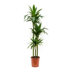 Dracaena Fragrans Janet Craig - Multi Stem -Indoor Plants Dracaena fragrans Janet Craig Multi Stem