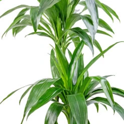 Dracaena Fragrans Janet Craig - Multi Stem -Indoor Plants Dracaena fragrans Janet Craig Multi Stem 24x135cm DETAIL