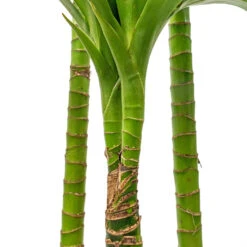 Dracaena Fragrans Janet Craig - Multi Stem -Indoor Plants Dracaena fragrans Janet Craig Multi Stem 24x135cm DETAIL 3
