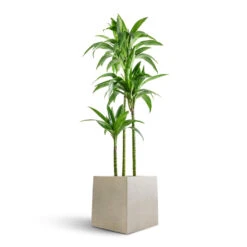 Dracaena Fragrans Janet Craig - Multi Stem -Indoor Plants Dracaena fragrans Janet Craig Multi Stem 24x135cm 3 stems Grigio Cube Planter Antique White Concrete 30x30x30cm