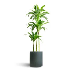 Max Refined Planter - Pine Green -Indoor Plants Dracaena fragrans Janet Craig Multi Stem 24x135cm 3 stems Max Refined Planter Pine Green 29x29.5cm 7156306c 408b 4c4b 8ded 10917e15ea18