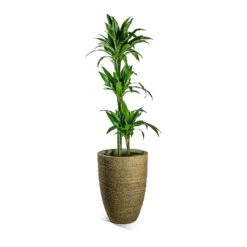 Ben Plant Pot - Straw Grass 17 Ben Plant Pot - Straw Grass -Indoor Plants Dracaena fragrans Janet Craig Multi Stem Ben Plant Pot Straw Grass 8ef79176 2add 4bfd 8e9a 72a53007d81e