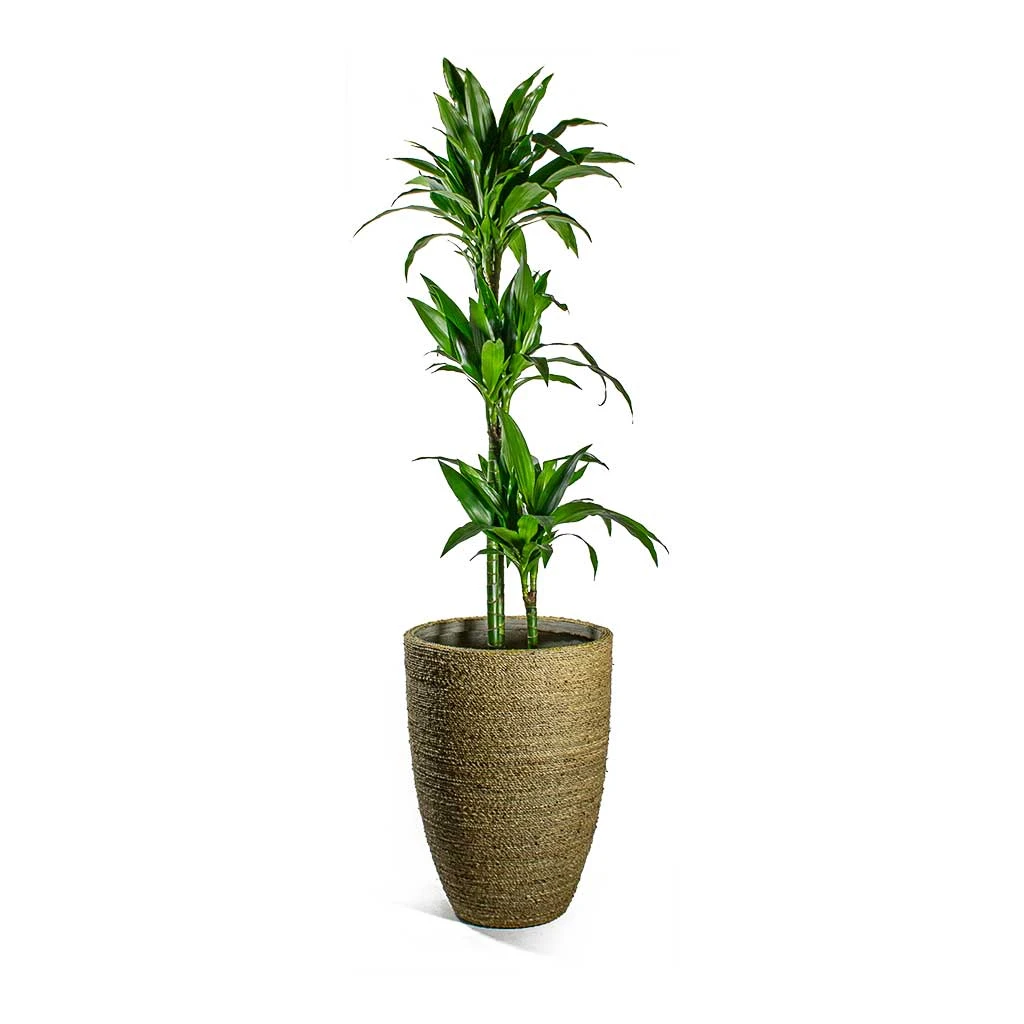 Ben Plant Pot - Straw Grass 8 Ben Plant Pot - Straw Grass - Image 8