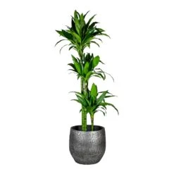 Dracaena Fragrans Janet Craig - Multi Stem -Indoor Plants Dracaena fragrans Janet Craig Multi Stem Evi Plant Pot Midnight Black 35cm