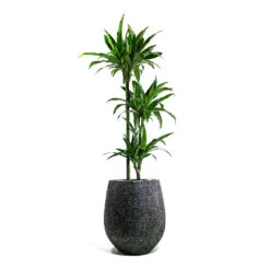 Dracaena Fragrans Janet Craig - Multi Stem -Indoor Plants Dracaena fragrans Janet Craig Multi Stem Opus Hit Darcy Planter Silver 188e73ad 04ec 4c7c 8464 a99a9fb334de