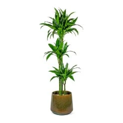 Dracaena Fragrans Janet Craig - Multi Stem -Indoor Plants Dracaena fragrans Janet Craig Multi Stem joah oasis 33cm plant pot studio