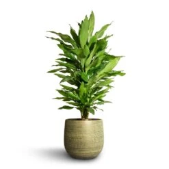Dracaena Fragrans Janet Lind - Branched -Indoor Plants Dracaena fragrans Janet Lind Branched 21x80cm Lydia Plant Pot Shiny Green 26x26cm 5da0f566 7a64 40b8 9f2c dda9a514bb0f