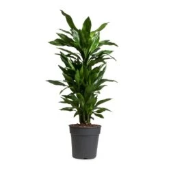 Dracaena Fragrans Janet Lind - Branched -Indoor Plants Dracaena fragrans Janet Lind Branched 24x95cm