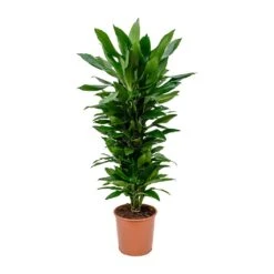 Dracaena Fragrans Janet Lind - Branched -Indoor Plants Dracaena fragrans Janet Lind Branched 27x110cm