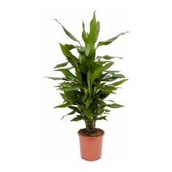 Dracaena Fragrans Janet Lind - Branched -Indoor Plants Dracaena fragrans Janet Lind Branched 80cm