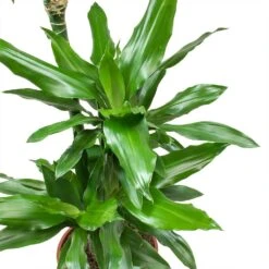 Dracaena Janet Lind - Multi Stem - HydroCare -Indoor Plants Dracaena fragrans Janet Lind Leaves 5d10cff4 ae5a 4e39 b544 5927162c5a88