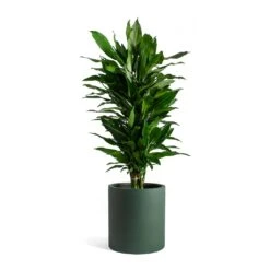 Dracaena Fragrans Janet Lind - Branched -Indoor Plants Dracaena fragrans Janet Lind Max Refined Planter Pine Green c585841c 6571 4ad6 85b2 80c521d12646