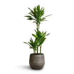 Esra Plant Pot - Mystic Grey -Indoor Plants Dracaena fragrans Janet Lind Multi Stem 21x100 Esra Plant Pot Mystic Grey 26x26cm 2cb21ad3 c76c 4faf ad18 0c10f2d13d65