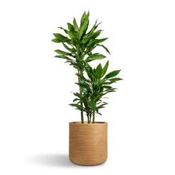 Dune Cylinder Planter - Almond -Indoor Plants Dracaena fragrans Janet Lind Multi Stem 21x110cm 3 stems Dune Cylinder Planter Almond 38x37cm
