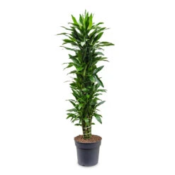Dracaena Fragrans Janet Lind - Branched -Indoor Plants Dracaena fragrans Janet Lind branched 34x180cm