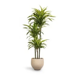 Mini Orb Kevan Plant Pot - Grey Washed 20 Mini Orb Kevan Plant Pot - Grey Washed -Indoor Plants Dracaena fragrans Lemon Lime 3MultiStem 24 x 140cm Mini Orb Kevan Plant Pot Grey Washed 32x28cm c96e807e 71e5 4449 8cc8 060db2ea8dff