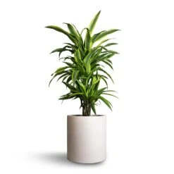 Max Refined Planter - Natural White -Indoor Plants Dracaena fragrans Lemon Lime Branched 21x70cm Max Refined Planter Natural White 29x29.5cm e3b1c807 5a5b 4e62 8c50 43b66461678b